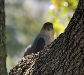 Henrietta in Live Oak Tree